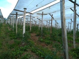 Fototapeta premium greenhouse with plants
