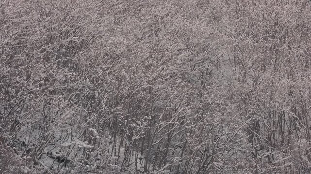 山間の広葉樹の森に降る雪