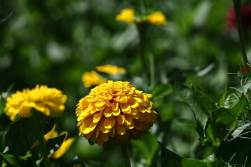 ガーデニングの定番の花