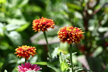 ガーデニングの定番の花