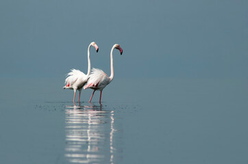 Obraz premium African wild birds. Two great flamingos on the blue lagoon in the morning