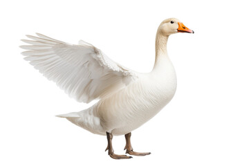 Fototapeta premium Goose with Fluffy Feathers Walking on a Path with isolated on transparent background