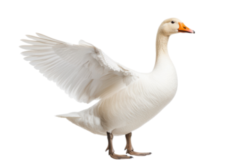 Goose with Fluffy Feathers Walking on a Path with isolated on transparent background