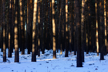 Obraz premium Abstract landscape with winter forest. Pine tree trunk on snow.