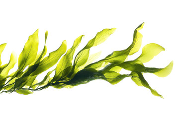 Close-Up of Vibrant Green Kelp with Intricate Leaf Structures Against a White Background with isolated on transparent background