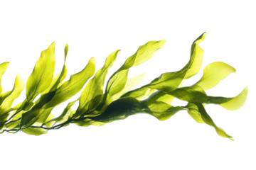 Close-Up of Vibrant Green Kelp with Intricate Leaf Structures Against a White Background with isolated on transparent background