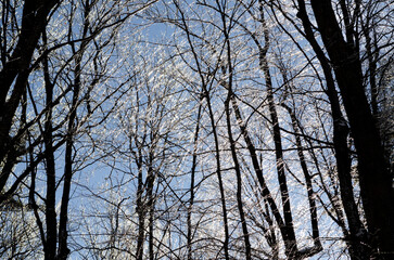 Winter frost blankets trees in New Hampshire under a clear blue sky