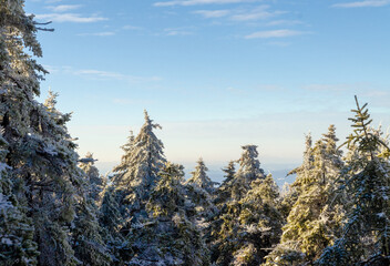 Snow-covered trees on Mount Monadnock in New Hampshire during a crisp winter morning