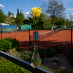 Yellow Rose