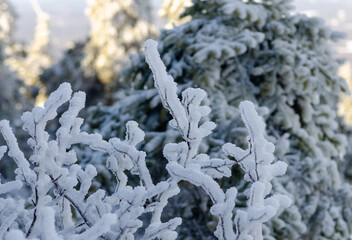 Close up photo of the frost covered branch