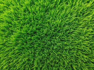Minimalist photo: overhead shot of vibrant green grass texture. Ideal background image.