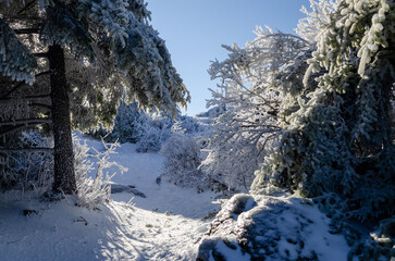 Frosty winter landscape showcases serene snow-covered trails and glistening trees during a sunny day