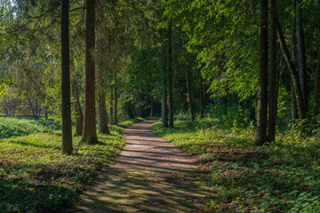 View of the alley through the forest on the territory of the Mikhailovskoye estate of the Pushkin...