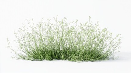 Fototapeta premium Isolated digital rendering of nassella tenuissima plant.
