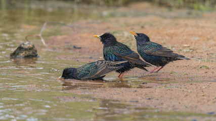 Thirsty Starlings - three Common Starlings enjoying a drink at the dam in the National Arboretum