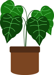 Illustration of Alocasia Potted Plant with Leaves