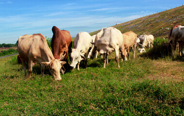 A herd of cows are grazing in a field.