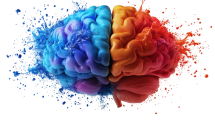 Human brain with colorful splash isolated on white background