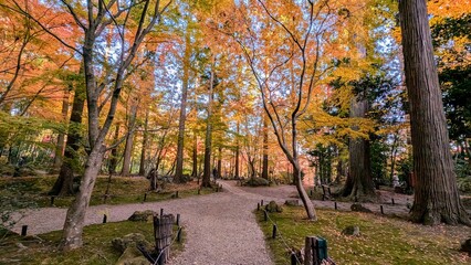 autumn park with colored trees