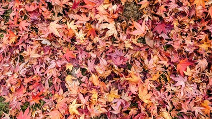 autumn leaves background