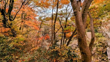autumn in the forest