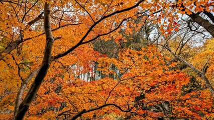 autumn in the forest