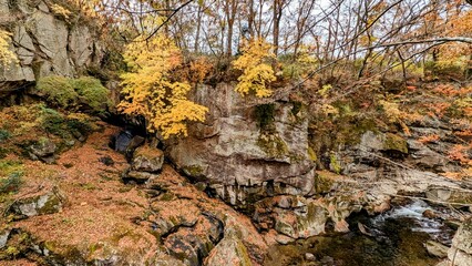 trees on rocks