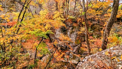 autumn in the forest