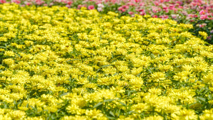 黄色い花が咲く鮮やかな花畑