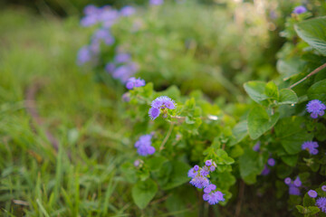 青紫色の小さな野草の花