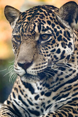 Jaguar: El Majestuoso Felino de la Selva Tropical