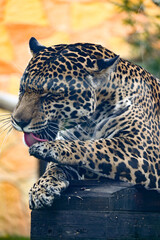 Jaguar: El Majestuoso Felino de la Selva Tropical