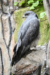 Águila Arpía: El Majestuoso Depredador del Dosel Tropical