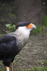 Caracara: El Imponente Halcón de América
