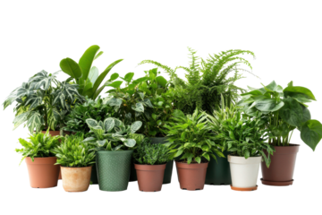 Vibrant Collection of Indoor Plants Including Snake Plants, Spider Plants, and Pothos for Fresh Air with isolated on transparent background
