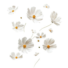 Floating White Flowers on transparent Background