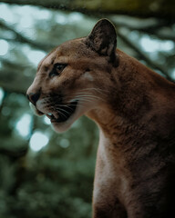 portrait of a lioness