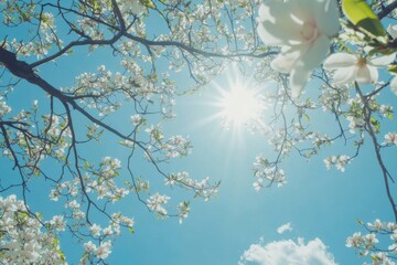 Magnolia tree in full bloom against blue sky, bright midday sunlight, crisp branch details, with copy space