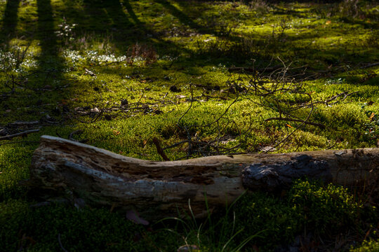 A close-up view of a fallen tree trunk resting on a vibrant, moss-covered forest floor, bathed in soft sunlight, showcasing the peaceful and natural texture of woodland life