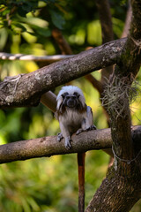 Monos del Mundo: Tití, Mono Rojo y Otras Especies Fascinantes