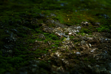 Fototapeta premium Close-up of moss-covered forest ground with textured soil, showcasing the intricate details of a natural woodland environment