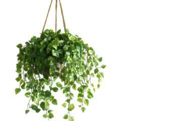 Lush Green Hanging Plant in a Decorative Pot with isolated on transparent background