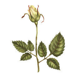 Beautiful yellow buds, green leaves, flower stems isolated on white background. Watercolor illustration template for wedding, birthday, mother's day, gift, wallpaper, stickers, scrapbook