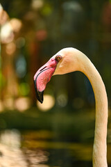 Fototapeta premium Flamencos Colombianos y Africanos: Elegancia y Colores en su Hábitat