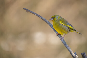 Greenfinch on a branch in winter