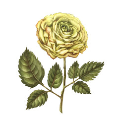 Obraz premium Beautiful yellow roses, buds, green leaves, flower stems isolated on white background. Watercolor illustration template for wedding, birthday, mother's day, gift, wallpaper, stickers, scrapbooking