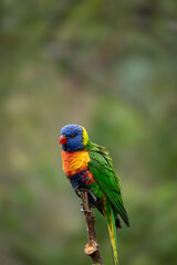 Portrait of a Rainbow Lorikeet
