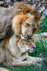 Naklejka premium Grandes Felinos: La Majestad de Leones, Pumas y Más en la Naturaleza