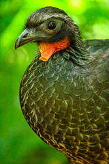 Aves de Río de Janeiro, Urutau, Flamencos de África y Más: Un Viaje a la Diversidad Aviar
