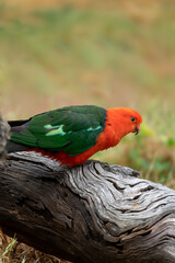 Portrait of a Australian King Parrot